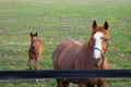 Mare with her foal on pastures of horse farm.  Spring country landscape Royalty Free Stock Photo