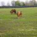 Mare with her foal on pastures of horse farm.  Spring country landscape Royalty Free Stock Photo