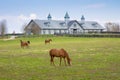 Mare with her foal on pastures of horse farm.  Spring country landscape Royalty Free Stock Photo