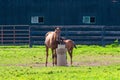 Mare with her foal at horse farm. Royalty Free Stock Photo