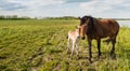 Mare and her foal posing for the portrait Royalty Free Stock Photo