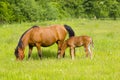 Mare and her foal on a summer pasture. Royalty Free Stock Photo