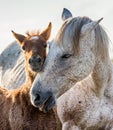 Mare with her foal. White Camargue horse. Parc Regional de Camargue. France. Provence.