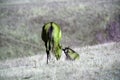 A mare and her lazy colt on the grasslands Royalty Free Stock Photo