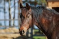 Mare horse in paddock in spring in daytime Royalty Free Stock Photo