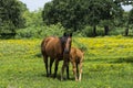 Mare Horse Standing over her Young Foal in Pasture Royalty Free Stock Photo
