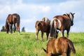A mare horse urinates in a meadow, next to horses and foals Royalty Free Stock Photo