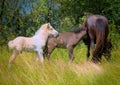 a mare of an Icelandic Horse with two lovely foals in the meadow Royalty Free Stock Photo