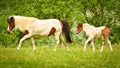 A  mare of Icelandic horse is watching over the cute foals of the herd in the wide grassland Royalty Free Stock Photo