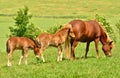 A  mare of Icelandic horse is watching over the cute foals of the herd in the wide grassland Royalty Free Stock Photo