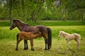 A mare of an Icelandic horses with two newborn foals in the meadow Royalty Free Stock Photo