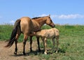 Mare letting her foal nurse