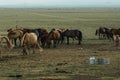 Mare milk in the desert of mongolia Royalty Free Stock Photo