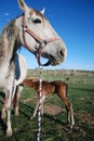 Mare with new foal