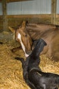 Mare and Newborn Foal