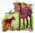 Mare and One day Old Foal Out in Pasture