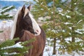 Mare posing near fir tree