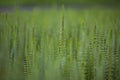 Mare`s tail aquatic plant Royalty Free Stock Photo
