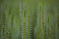 Mare`s tail aquatic plant Royalty Free Stock Photo