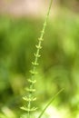 Mare's tail - Hippuris vulgaris Royalty Free Stock Photo