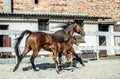 Mare and colt in the paddock