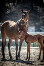 Mare and colt in the paddock