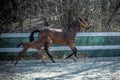 Mare and colt in the paddock