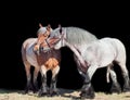 Mare and stallion of brabant breed. isolated at black Royalty Free Stock Photo