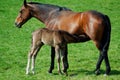 Mare suckles foal