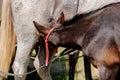 Mare suckling her foal in a field. A very young foal and mother milking Royalty Free Stock Photo