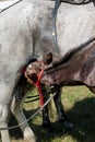 Mare suckling her foal in a field. A very young foal and mother milking Royalty Free Stock Photo