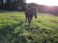 Mare in the Sunbeam Royalty Free Stock Photo