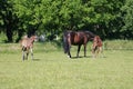 Mare with two foals Royalty Free Stock Photo