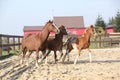 Mare with two foals running Royalty Free Stock Photo