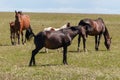 A mare urinates in a meadow, next to horses and foals. Royalty Free Stock Photo