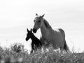 A mare withe her foal in black and white Royalty Free Stock Photo