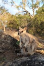 Mareeba rock wallabies at Granite Gorge,queensland australia Royalty Free Stock Photo