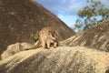 Mareeba rock wallabies at Granite Gorge,queensland australia Royalty Free Stock Photo