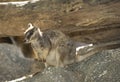 wild mareeba rock wallaby, mitchell river, Cairns, Queensland, Australia