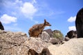 Mareeba Rock Wallaby Royalty Free Stock Photo