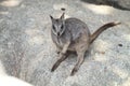Mareeba Rock Wallaby Royalty Free Stock Photo