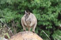 Mareeba rock-wallaby (Petrogale mareeba) Queensland, Australia Royalty Free Stock Photo