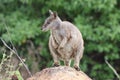 Mareeba rock-wallaby (Petrogale mareeba) Queensland, Australia Royalty Free Stock Photo