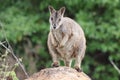 Mareeba rock-wallaby (Petrogale mareeba) Queensland, Australia Royalty Free Stock Photo