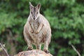 Mareeba rock-wallaby (Petrogale mareeba) Queensland, Australia Royalty Free Stock Photo