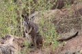 Mareeba rock-wallaby (Petrogale mareeba) Queensland, Australia Royalty Free Stock Photo