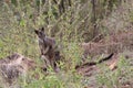 Mareeba rock-wallaby (Petrogale mareeba) Queensland, Australia Royalty Free Stock Photo