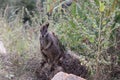 Mareeba rock-wallaby (Petrogale mareeba) Queensland, Australia Royalty Free Stock Photo