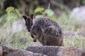 Mareeba rock-wallaby (Petrogale mareeba) Queensland, Australia Royalty Free Stock Photo