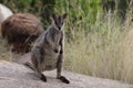 Mareeba rock-wallaby (Petrogale mareeba) Queensland, Australia Royalty Free Stock Photo